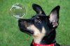 Dog_And_Bubble.jpg